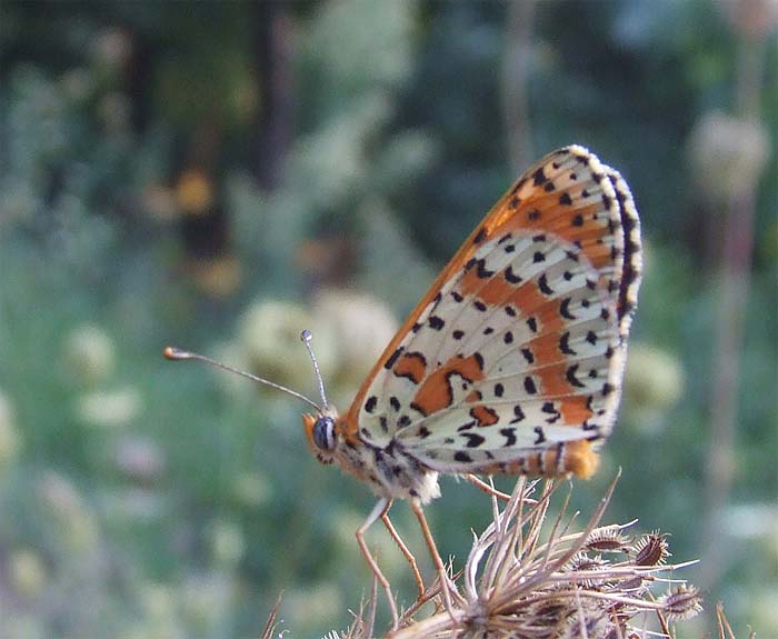 melitaea?